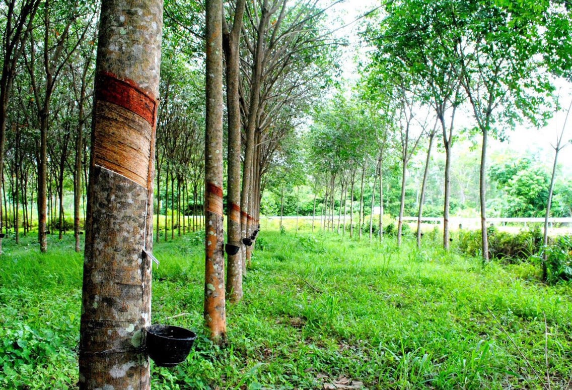 Đại biểu Quốc hội Gia Lai nói cây cao su thải khí CO2, chuyên gia ngành lâm nghiệp nói gì? - Ảnh 3.