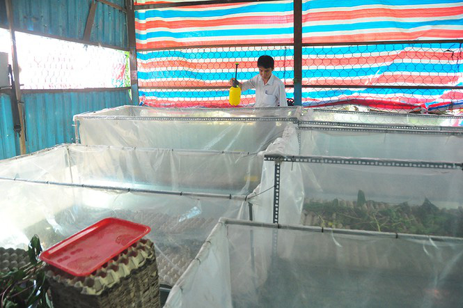 Cận cảnh trang trại dế của thủ lĩnh đoàn ở cù lao - Ảnh 4. Cận cảnh trang trại dế của thủ lĩnh đoàn ở cù lao - Ảnh 4.