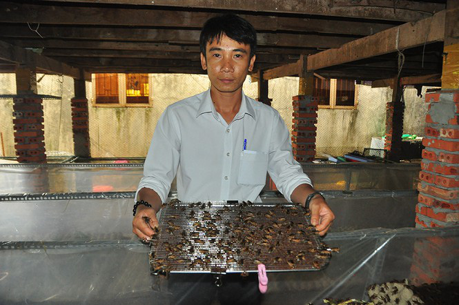 Cận cảnh trang trại dế của thủ lĩnh đoàn ở cù lao - Ảnh 2. Cận cảnh trang trại dế của thủ lĩnh đoàn ở cù lao - Ảnh 2.