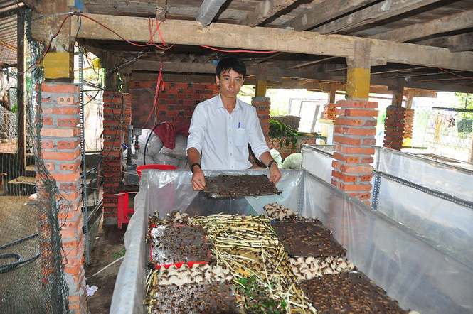 Cận cảnh trang trại dế của thủ lĩnh đoàn ở cù lao - Ảnh 7. Cận cảnh trang trại dế của thủ lĩnh đoàn ở cù lao - Ảnh 7.