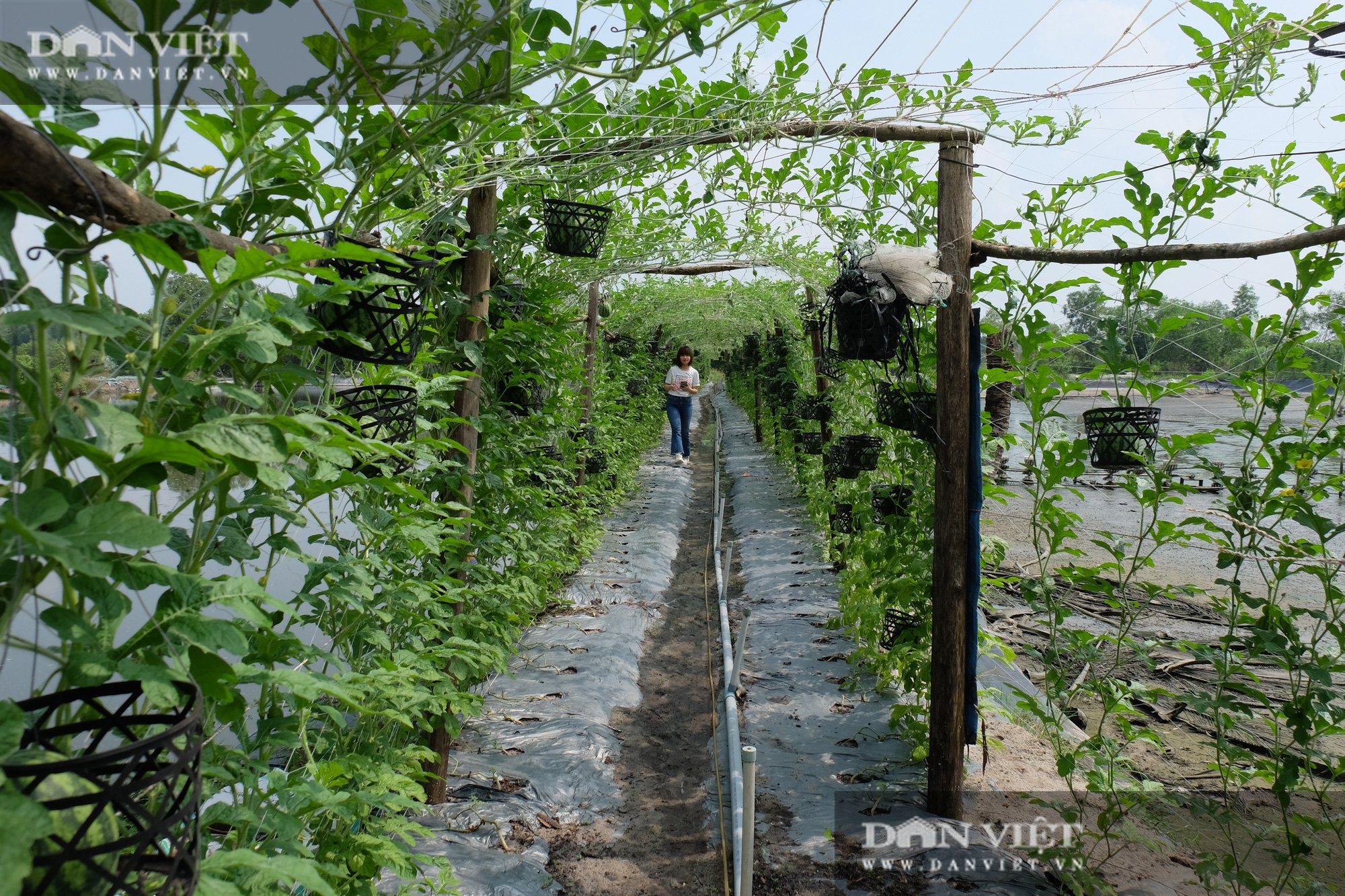 Trồng dưa hấu kiểu lạ, khách chỉ đến ăn tại vườn thu nửa tỷ mỗi năm - Ảnh 17.