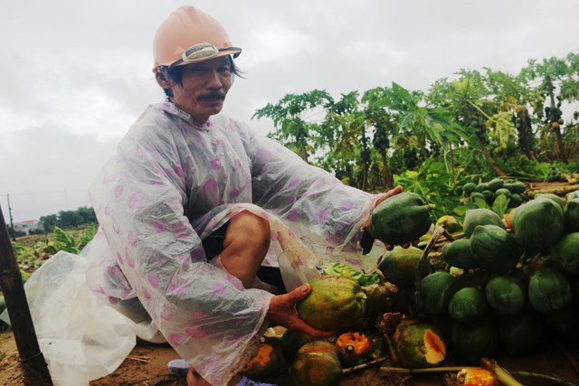 Quảng Nam: Khắc phục hậu quả bão lũ, đảm bảo điều kiện sản xuất vụ Đông Xuân - Ảnh 1.