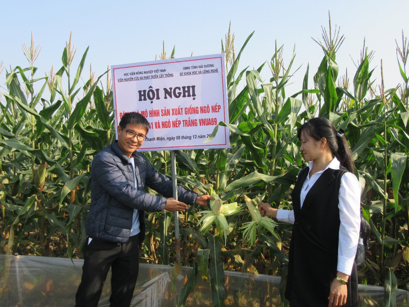 Hải Dương: Trồng giống ngô nếp tím lịm, giàu chất chống ung thư, bảo vệ tim mạch, nông dân thu bộn tiền - Ảnh 1.