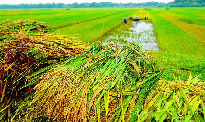 Giá nông sản hôm nay: Cà phê, hồ tiêu điều chỉnh giảm trong khi giá lợn hơi đồng loạt tăng - Ảnh 3. Giá nông sản hôm nay: Cà phê, hồ tiêu điều chỉnh giảm trong khi giá lợn hơi đồng loạt tăng - Ảnh 3.