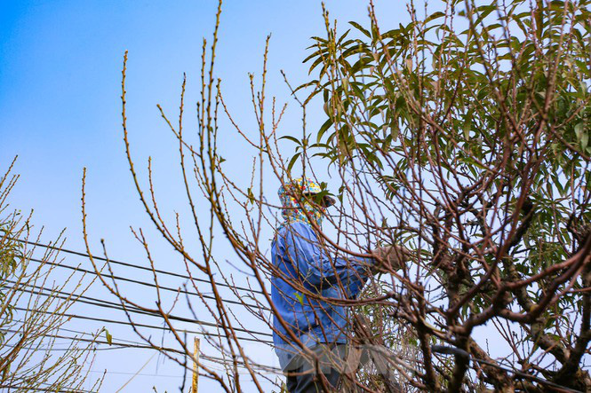 Làng đào Nhật Tân tất bật tuốt lá cho hoa nở đúng Tết Nguyên đán - Ảnh 4.