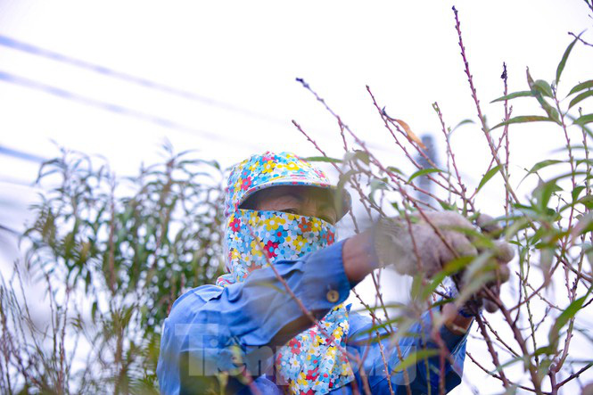 Làng đào Nhật Tân tất bật tuốt lá cho hoa nở đúng Tết Nguyên đán - Ảnh 8.