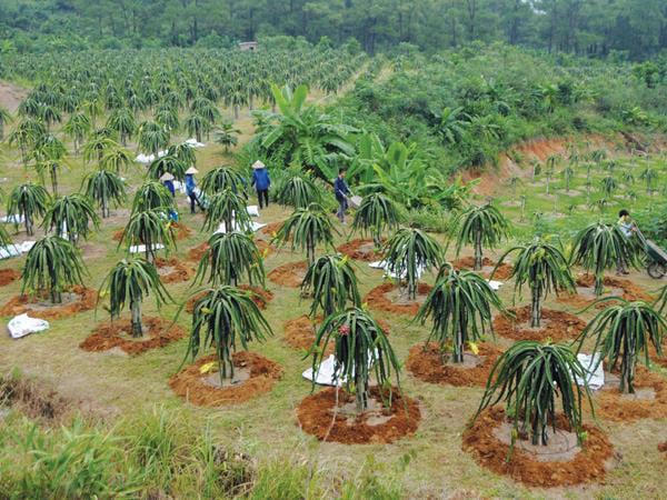Nghịch lý dòng chảy FDI vào nông nghiệp - Ảnh 1. Nghịch lý dòng chảy FDI vào nông nghiệp - Ảnh 1.