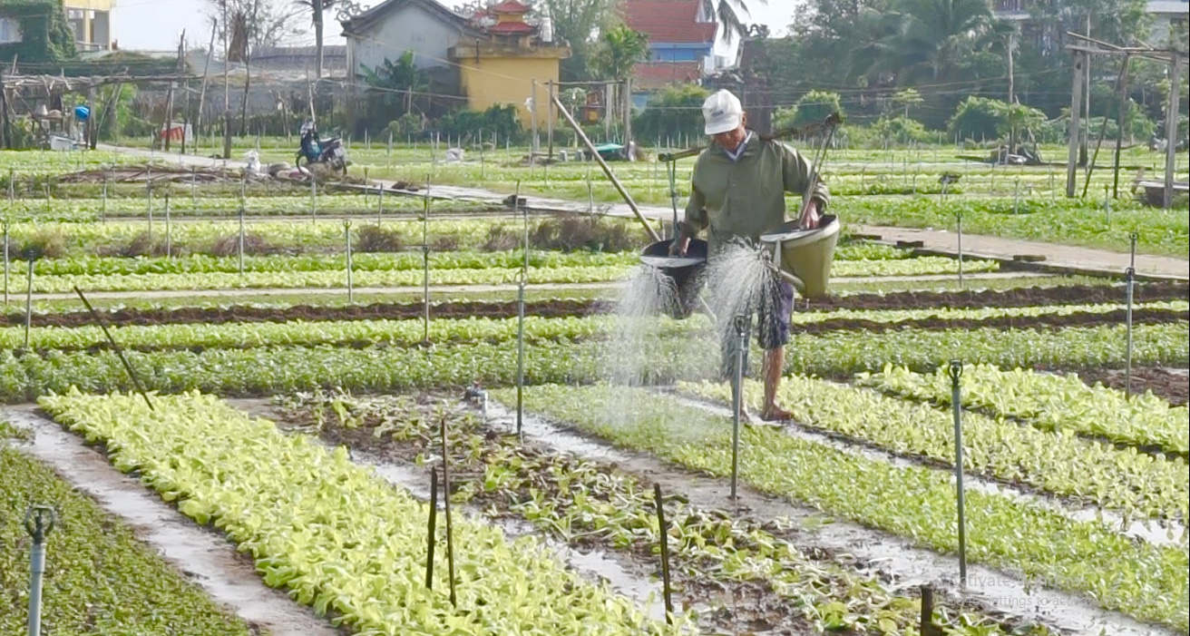 Nông dân ở làng rau sạch lớn nhất xứ Quảng hối hả vào vụ Tết - Ảnh 3.