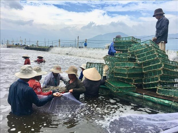 Nuôi tôm công nghệ cao, một ông dân tỉnh Khánh Hòa trúng lớn, chỉ bắt 1 lứa tôm bán đã lời 8 tỷ đồng - Ảnh 1.