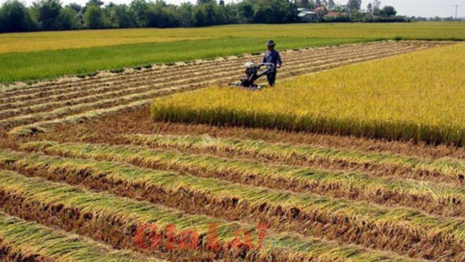 Năm 2021, cán bộ công chức có được mua đất trồng lúa? - Ảnh 1. Năm 2021, cán bộ công chức có được mua đất trồng lúa? - Ảnh 1.