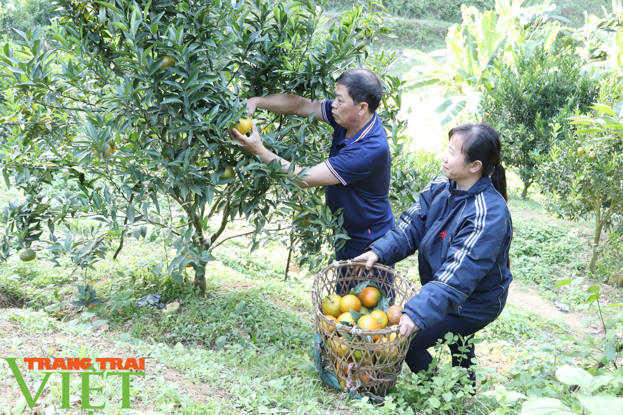 Trồng giống cam “khổng lồ” theo tiêu chuẩn VietGAP, thu đến đâu bán hết đến đó - Ảnh 6.