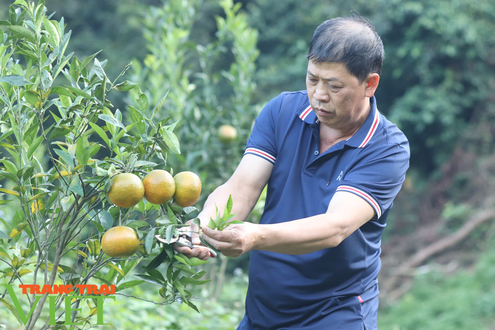 Trồng giống cam “khổng lồ” theo tiêu chuẩn VietGAP, thu đến đâu bán hết đến đó - Ảnh 1.