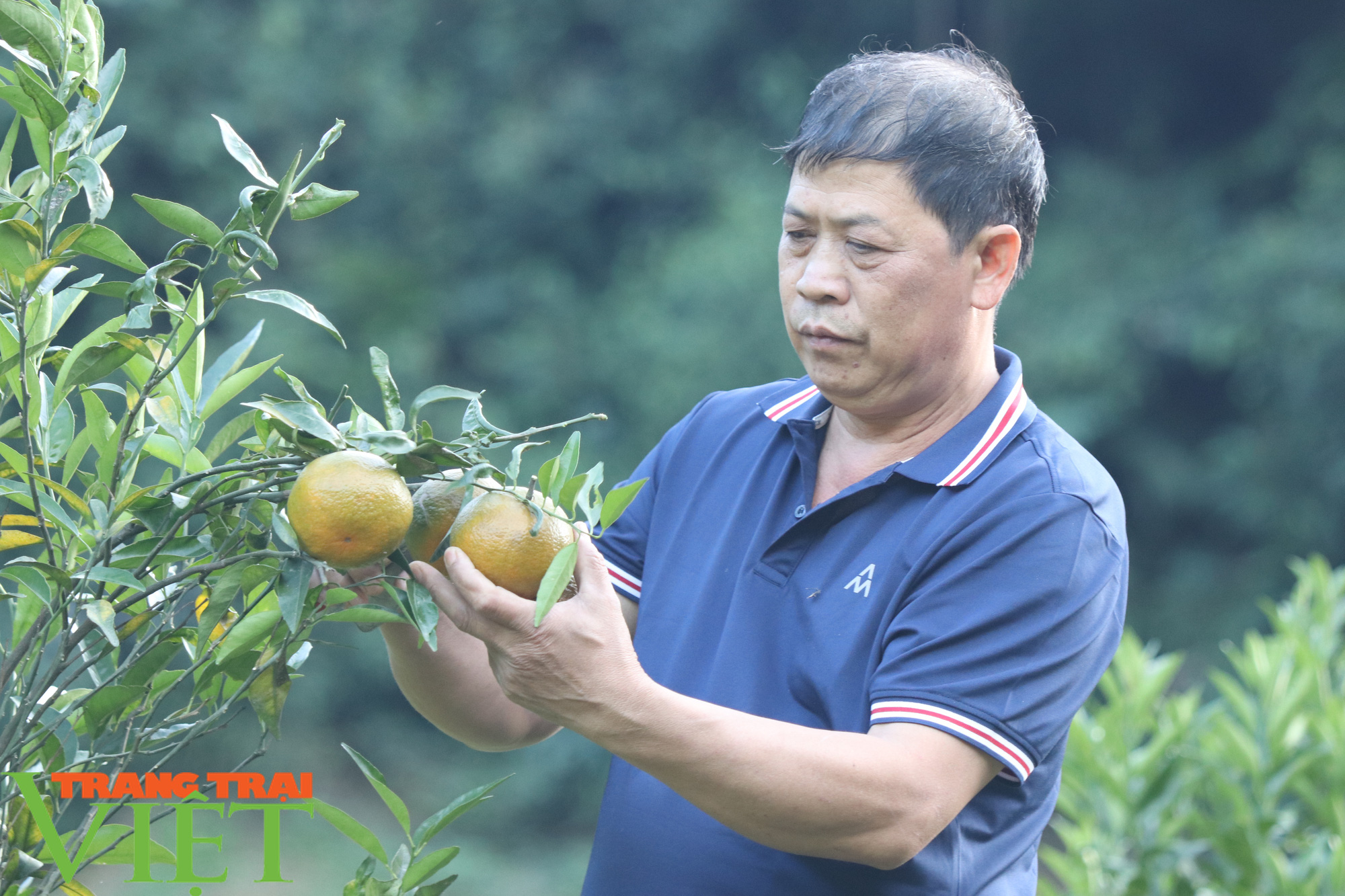 Trồng giống cam “khổng lồ” theo tiêu chuẩn VietGAP, thu đến đâu bán hết đến đó - Ảnh 4.