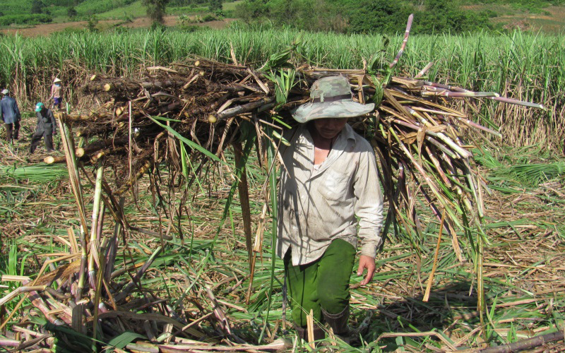 Thời tiết không thuận lợi, ngành mía đường “khó chồng khó” - Ảnh 1.