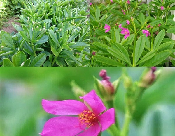 Loài cây vừa lạ vừa quen, vừa ăn vừa trị bệnh thần kỳ, trồng tại nhà cực dễ - Ảnh 1.