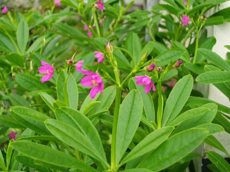 Loài cây vừa lạ vừa quen, vừa ăn vừa trị bệnh thần kỳ, trồng tại nhà cực dễ - Ảnh 4.