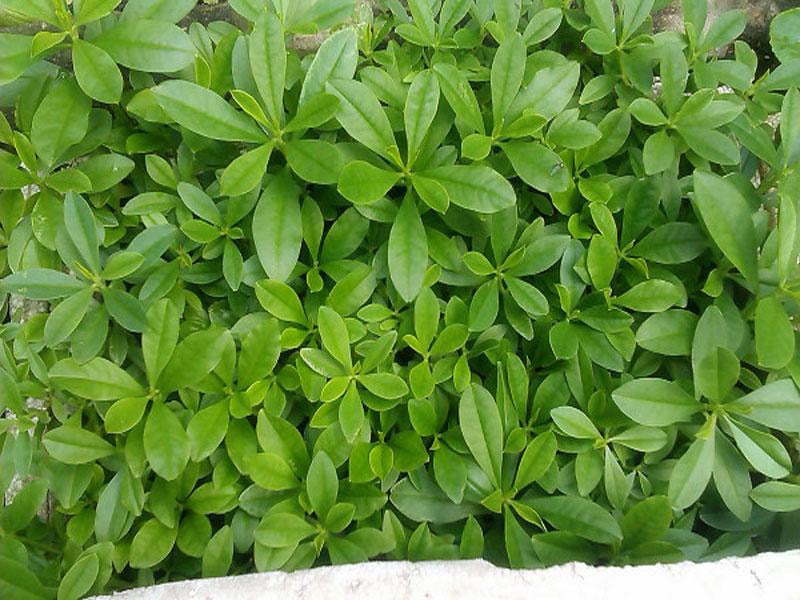Loài cây vừa lạ vừa quen, vừa ăn vừa trị bệnh thần kỳ, trồng tại nhà cực dễ - Ảnh 5.