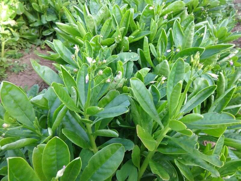 Loài cây vừa lạ vừa quen, vừa ăn vừa trị bệnh thần kỳ, trồng tại nhà cực dễ - Ảnh 2.