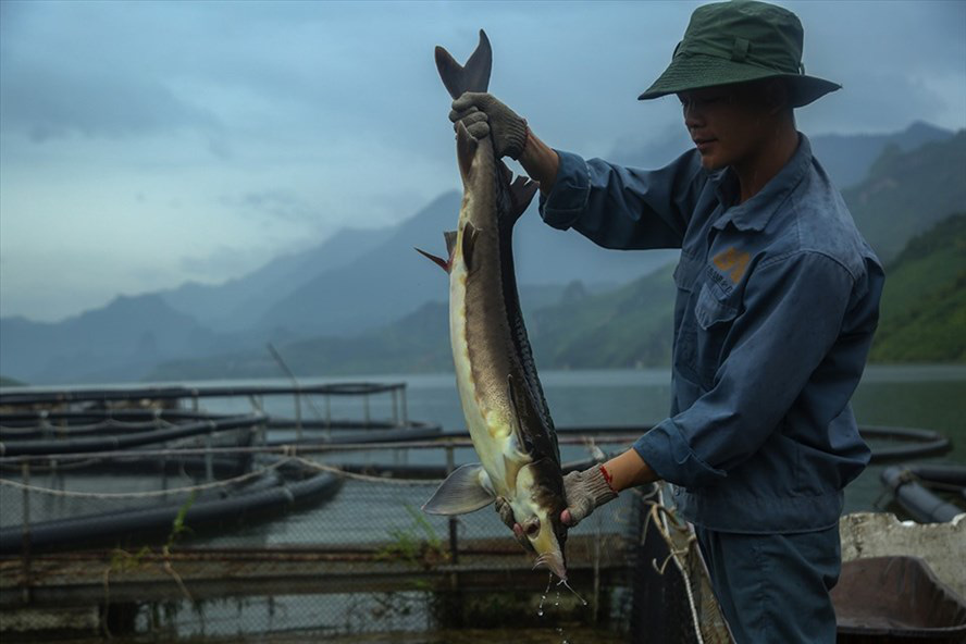 Nguy cơ “vỡ trận” cá tầm Việt: Lao đao bên hồ cá cạn - Ảnh 1. Nguy cơ “vỡ trận” cá tầm Việt: Lao đao bên hồ cá cạn - Ảnh 1.