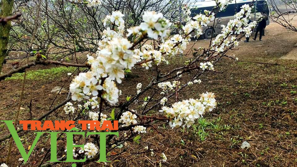 Sơn La: Hoa mận nở rộ, hút hồn du khách - Ảnh 2. Sơn La: Hoa mận nở rộ, hút hồn du khách - Ảnh 2.
