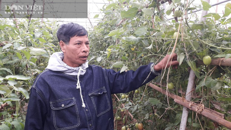Thái Nguyên: Trồng rau dưa an toàn quanh năm, ông nông dân thu nửa tỷ đồng mỗi năm  - Ảnh 4.