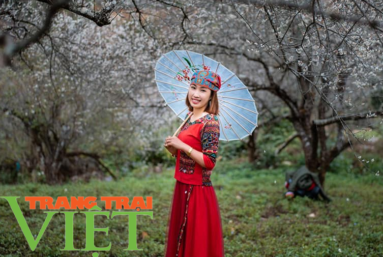 Sơn La: Hoa mận nở rộ, hút hồn du khách - Ảnh 7. Sơn La: Hoa mận nở rộ, hút hồn du khách - Ảnh 7.