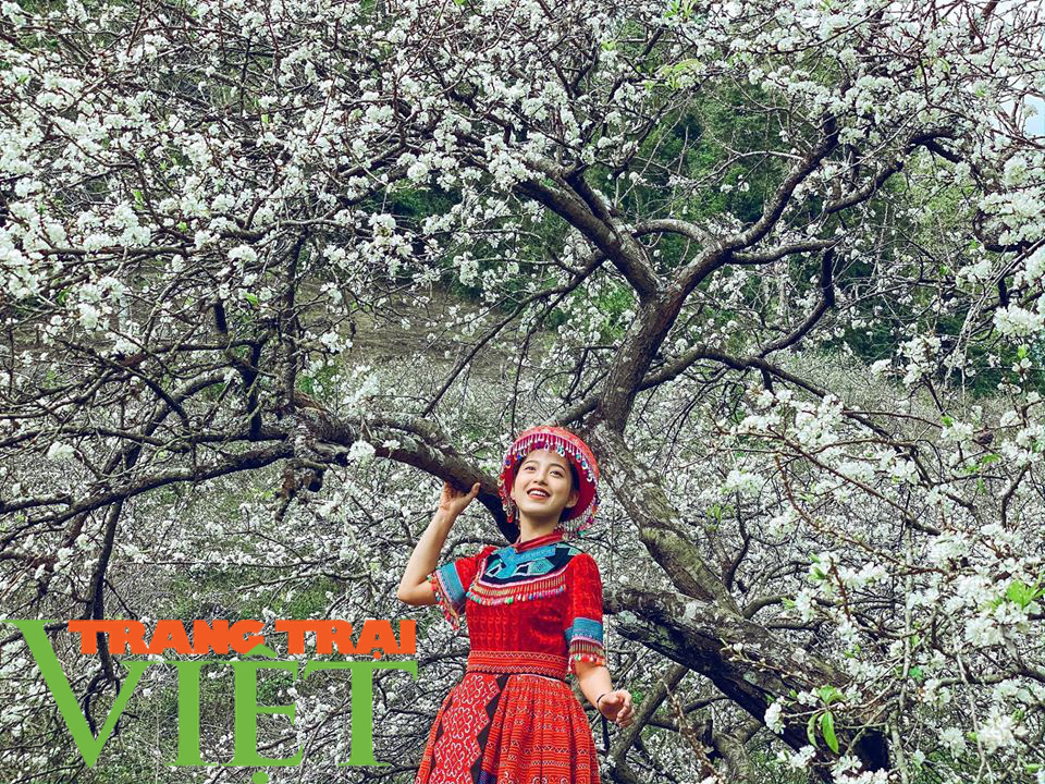Sơn La: Hoa mận nở rộ, hút hồn du khách - Ảnh 1. Sơn La: Hoa mận nở rộ, hút hồn du khách - Ảnh 1.