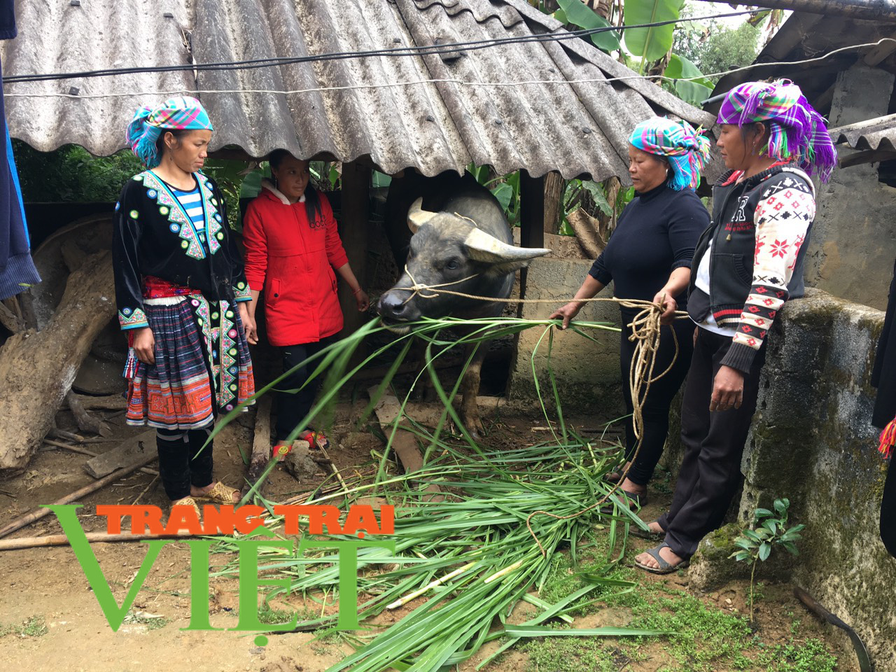 Tam Đường tăng cường chống rét cho đàn gia súc - Ảnh 1. Tam Đường tăng cường chống rét cho đàn gia súc - Ảnh 1.