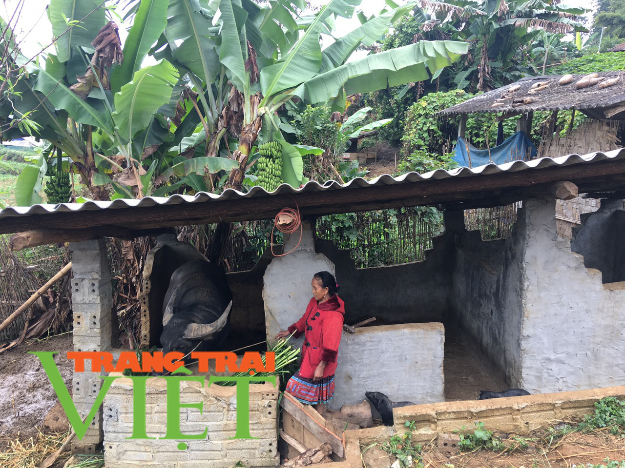 Tam Đường tăng cường chống rét cho đàn gia súc - Ảnh 3. Tam Đường tăng cường chống rét cho đàn gia súc - Ảnh 3.