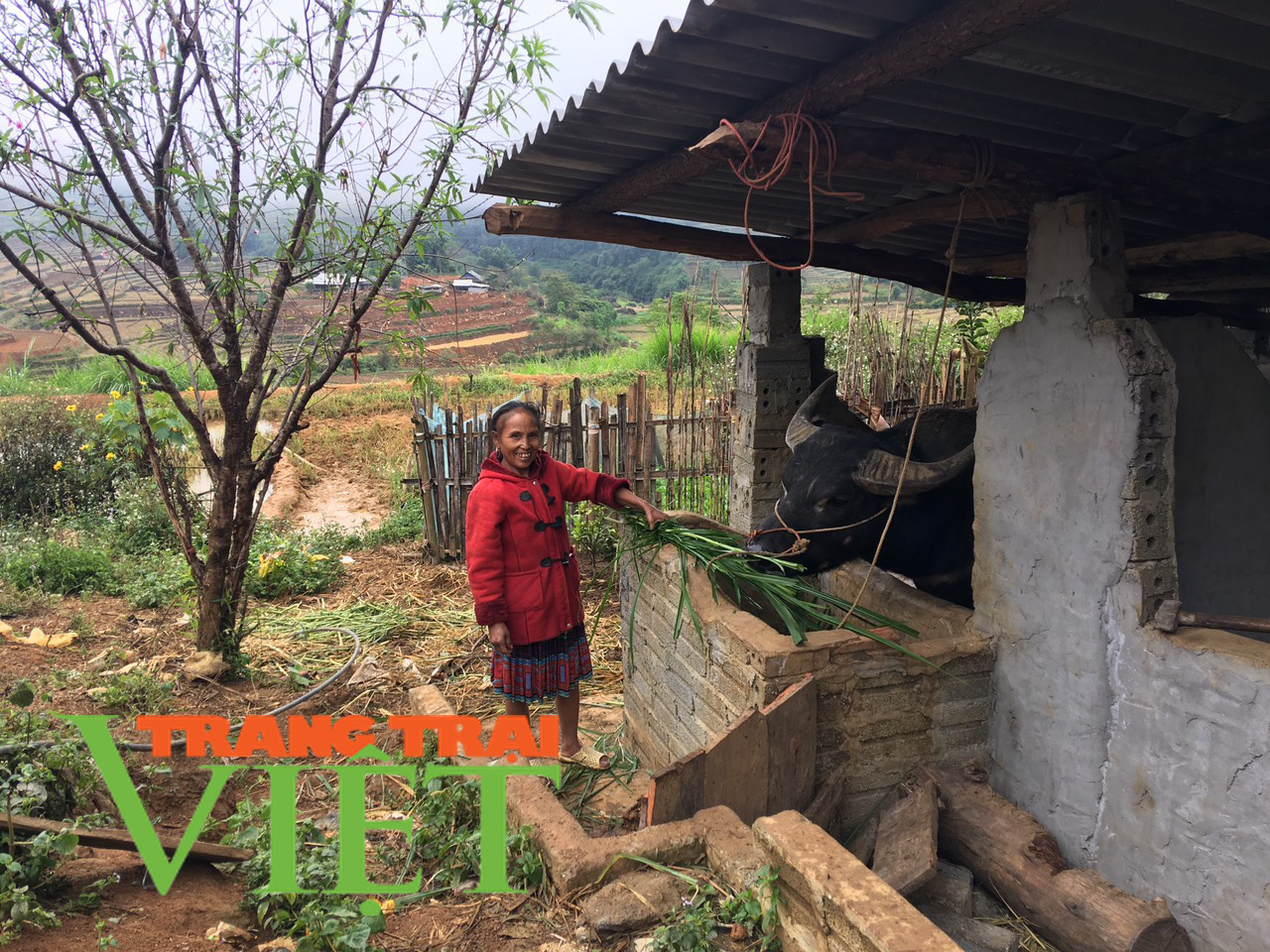 Tam Đường tăng cường chống rét cho đàn gia súc - Ảnh 2. Tam Đường tăng cường chống rét cho đàn gia súc - Ảnh 2.
