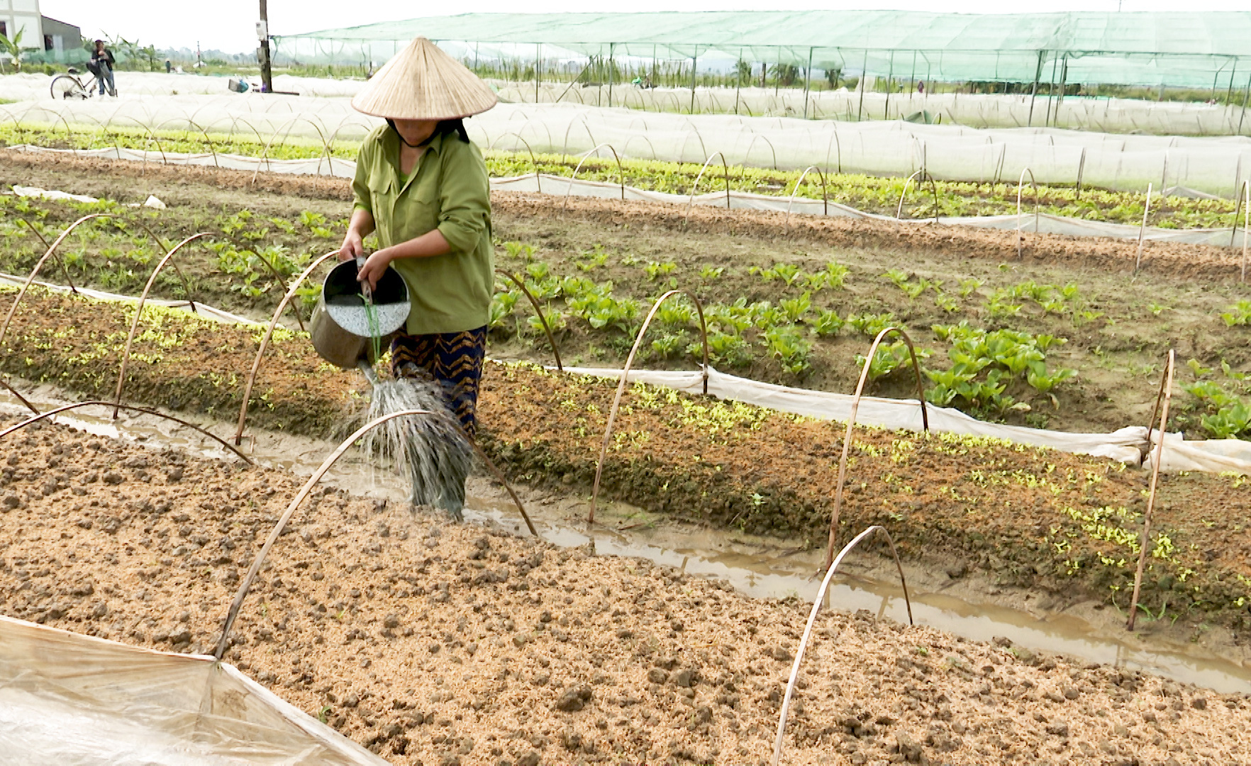 Những tỉnh nào được hỗ trợ miễn phí hạt giống để khắc phục thiệt hại do thiên tai? - Ảnh 2. Những tỉnh nào được hỗ trợ miễn phí hạt giống để khắc phục thiệt hại do thiên tai? - Ảnh 2.
