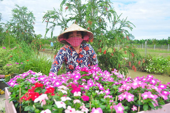 Thủ phủ hoa lớn nhất miền Tây chuẩn bị gần 3 triệu giỏ hoa phục vụ Tết - Ảnh 2. Thủ phủ hoa lớn nhất miền Tây chuẩn bị gần 3 triệu giỏ hoa phục vụ Tết - Ảnh 2.