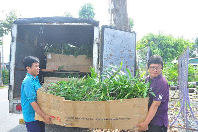 Thủ phủ hoa lớn nhất miền Tây chuẩn bị gần 3 triệu giỏ hoa phục vụ Tết - Ảnh 6. Thủ phủ hoa lớn nhất miền Tây chuẩn bị gần 3 triệu giỏ hoa phục vụ Tết - Ảnh 6.