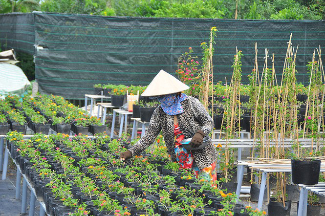 Thủ phủ hoa lớn nhất miền Tây chuẩn bị gần 3 triệu giỏ hoa phục vụ Tết - Ảnh 3. Thủ phủ hoa lớn nhất miền Tây chuẩn bị gần 3 triệu giỏ hoa phục vụ Tết - Ảnh 3.