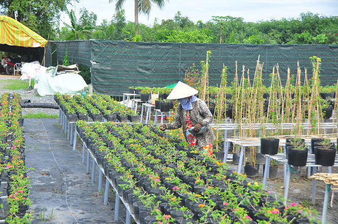 Thủ phủ hoa lớn nhất miền Tây chuẩn bị gần 3 triệu giỏ hoa phục vụ Tết - Ảnh 7. Thủ phủ hoa lớn nhất miền Tây chuẩn bị gần 3 triệu giỏ hoa phục vụ Tết - Ảnh 7.