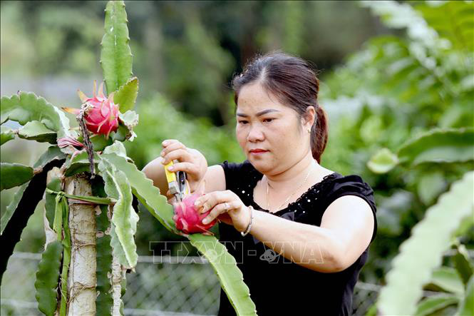 Thu nhập cao nhờ liên kết trồng thanh long ruột đỏ - Ảnh 1.