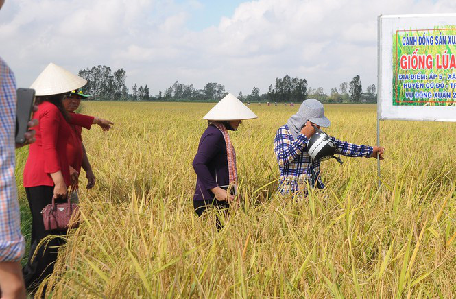 Giá lúa cấp thấp tăng cao, vượt cả lúa thơm - Ảnh 3. Giá lúa cấp thấp tăng cao, vượt cả lúa thơm - Ảnh 3.