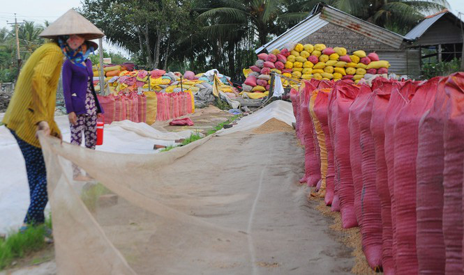 Giá lúa cấp thấp tăng cao, vượt cả lúa thơm - Ảnh 1. Giá lúa cấp thấp tăng cao, vượt cả lúa thơm - Ảnh 1.