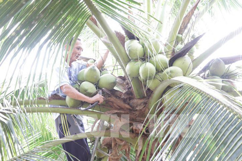 Để phục hồi vườn dừa sau hạn mặn, tỉnh Bến Tre đề nghị Thủ tướng Chính phủ xem xét hỗ trợ mấy chục tỷ đồng? - Ảnh 1.