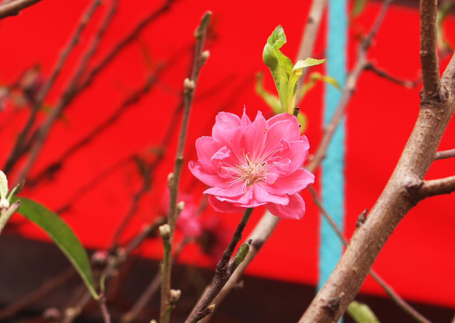 Đào Tết xuống phố sớm: Tiểu thương hét giá mỗi cành 1 triệu đồng - Ảnh 2. Đào Tết xuống phố sớm: Tiểu thương hét giá mỗi cành 1 triệu đồng - Ảnh 2.