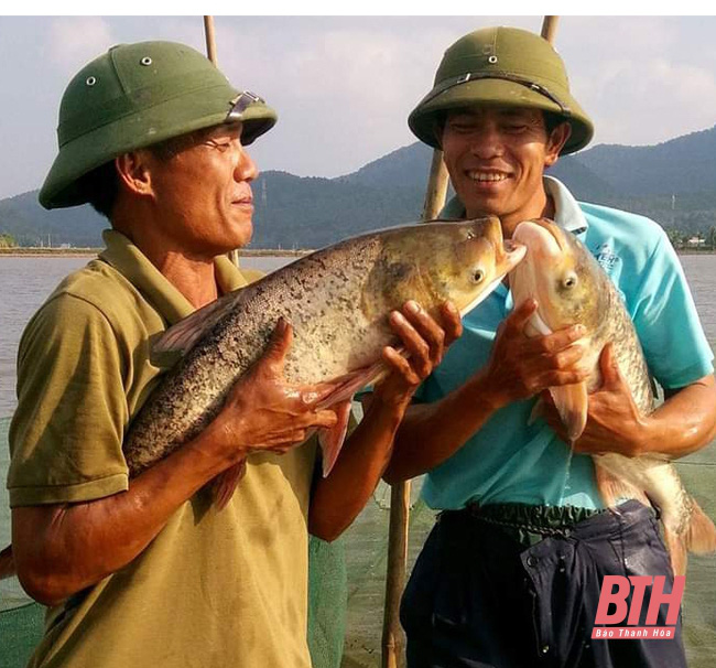 Nuôi cá trên đất một vụ lúa chiêm thu nhập gấp 3 lần trồng lúa - Ảnh 1. Nuôi cá trên đất một vụ lúa chiêm thu nhập gấp 3 lần trồng lúa - Ảnh 1.
