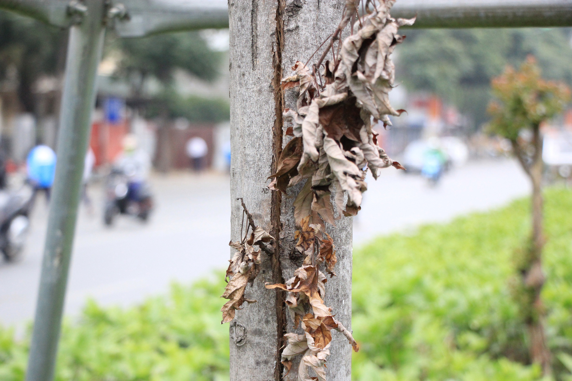 Những cây phong lá đỏ khô héo, nứt toác trên đường phố Hà Nội - Ảnh 4.