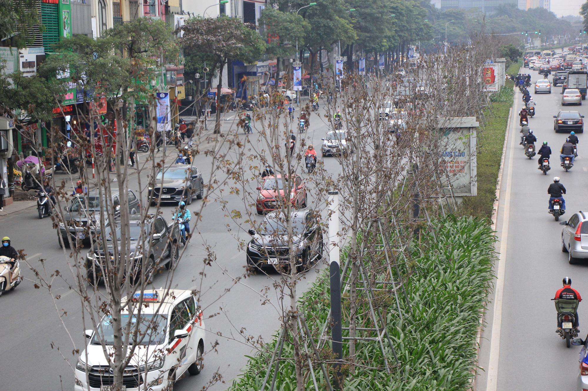 Những cây phong lá đỏ khô héo, nứt toác trên đường phố Hà Nội - Ảnh 8.