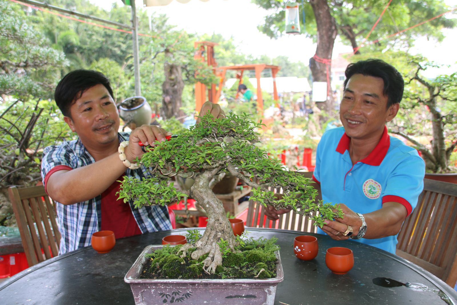 Nghề "trang điểm" cây cảnh dịp Tết, vừa làm vừa chơi cũng đếm tiền mỏi tay - Ảnh 2. Nghề "trang điểm" cây cảnh dịp Tết, vừa làm vừa chơi cũng đếm tiền mỏi tay - Ảnh 2.