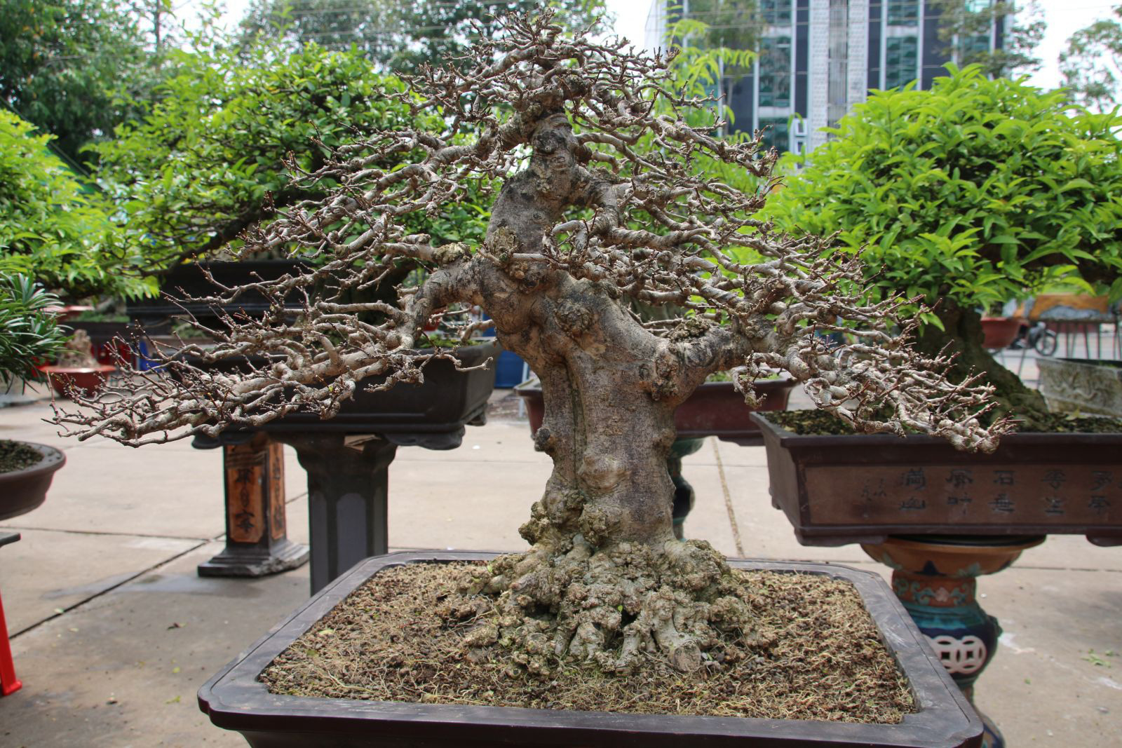 Nghề "trang điểm" cây cảnh dịp Tết, vừa làm vừa chơi cũng đếm tiền mỏi tay - Ảnh 3. Nghề "trang điểm" cây cảnh dịp Tết, vừa làm vừa chơi cũng đếm tiền mỏi tay - Ảnh 3.