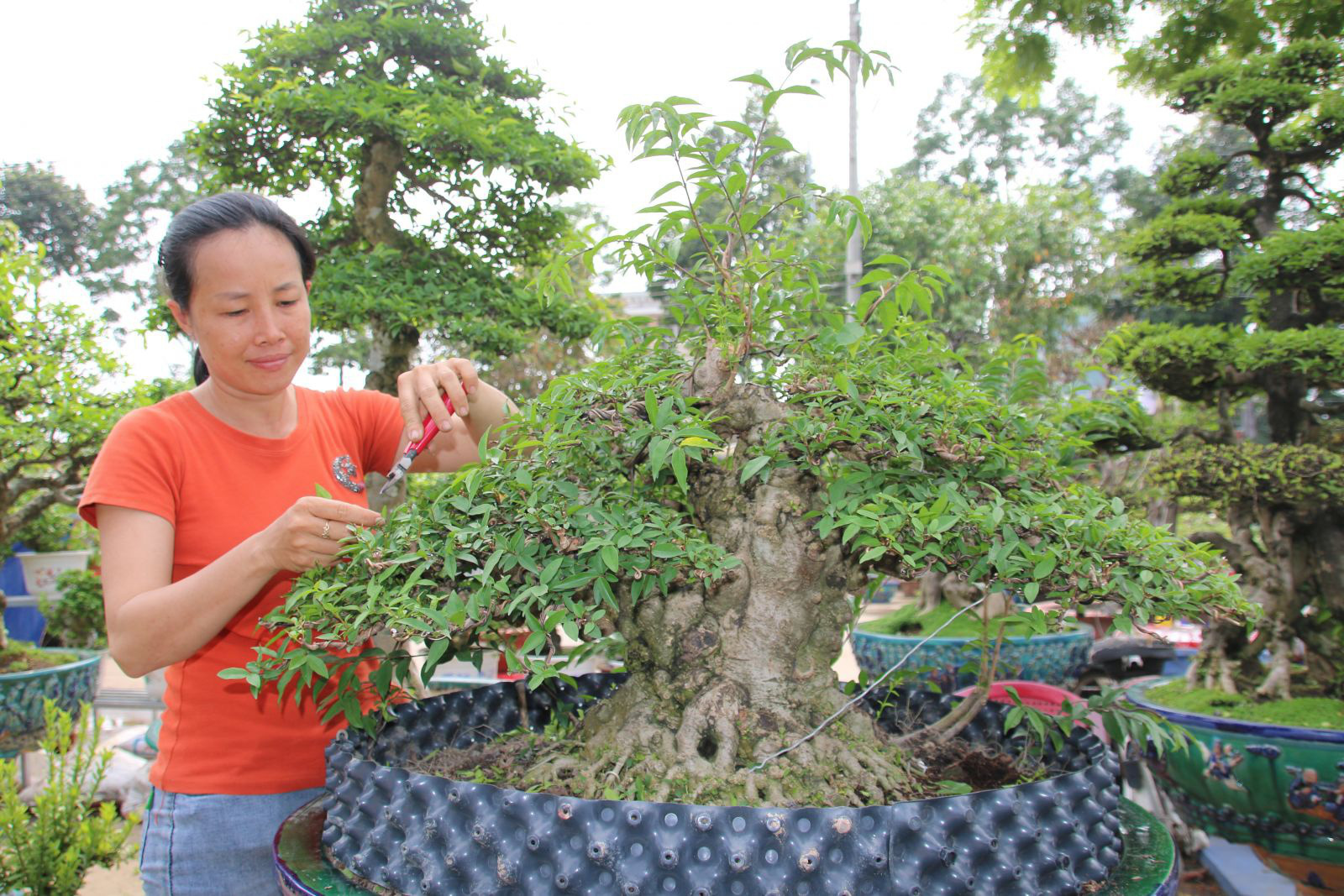Nghề "trang điểm" cây cảnh dịp Tết, vừa làm vừa chơi cũng đếm tiền mỏi tay - Ảnh 4. Nghề "trang điểm" cây cảnh dịp Tết, vừa làm vừa chơi cũng đếm tiền mỏi tay - Ảnh 4.