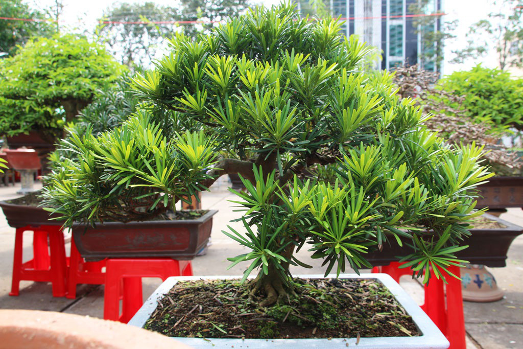 Nghề "trang điểm" cây cảnh dịp Tết, vừa làm vừa chơi cũng đếm tiền mỏi tay - Ảnh 5. Nghề "trang điểm" cây cảnh dịp Tết, vừa làm vừa chơi cũng đếm tiền mỏi tay - Ảnh 5.