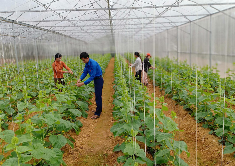 'Trang trại xanh 3 sạch' của chàng trai dân tộc Thái - Ảnh 1. 'Trang trại xanh 3 sạch' của chàng trai dân tộc Thái - Ảnh 1.