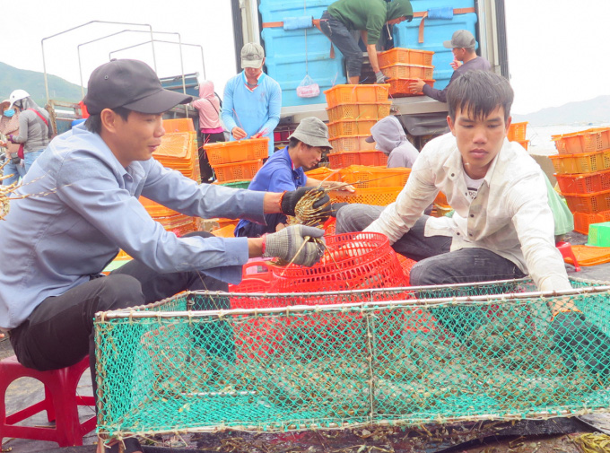 Trung Quốc &quot;ăn&quot; hàng mạnh, giá tôm hùm tăng gấp 3 lần, tôm non 2 lạng thương lái cũng mua - Ảnh 5.