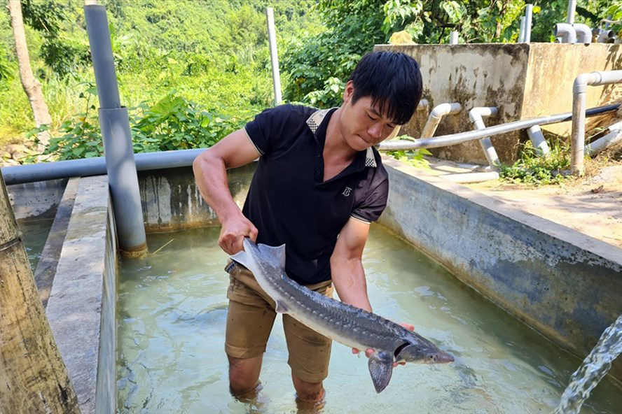 Nguy cơ "vỡ trận" cá tầm Việt: Đến lượt Hội Cá nước lạnh Lào Cai kêu cứu - Ảnh 1. Nguy cơ "vỡ trận" cá tầm Việt: Đến lượt Hội Cá nước lạnh Lào Cai kêu cứu - Ảnh 1.